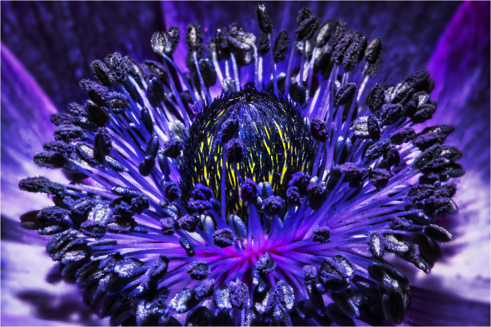 [crazy anemone]