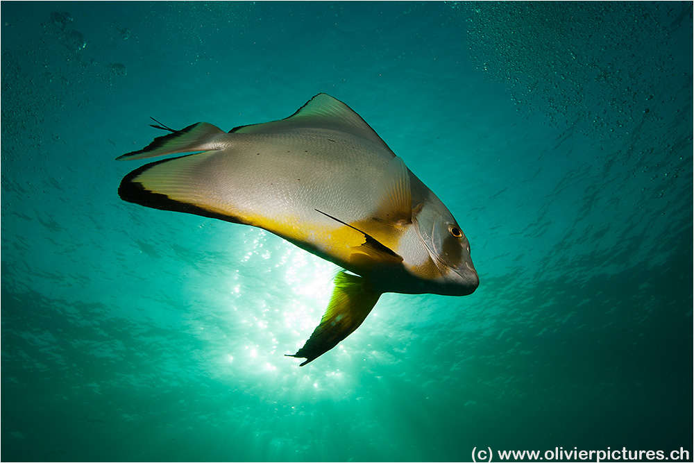 Crazy Batfish