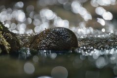 Crazy Bokeh mit einer mini Wasserfliege. 