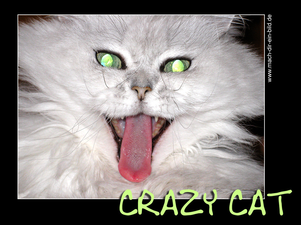 crazy cat