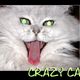 crazy cat