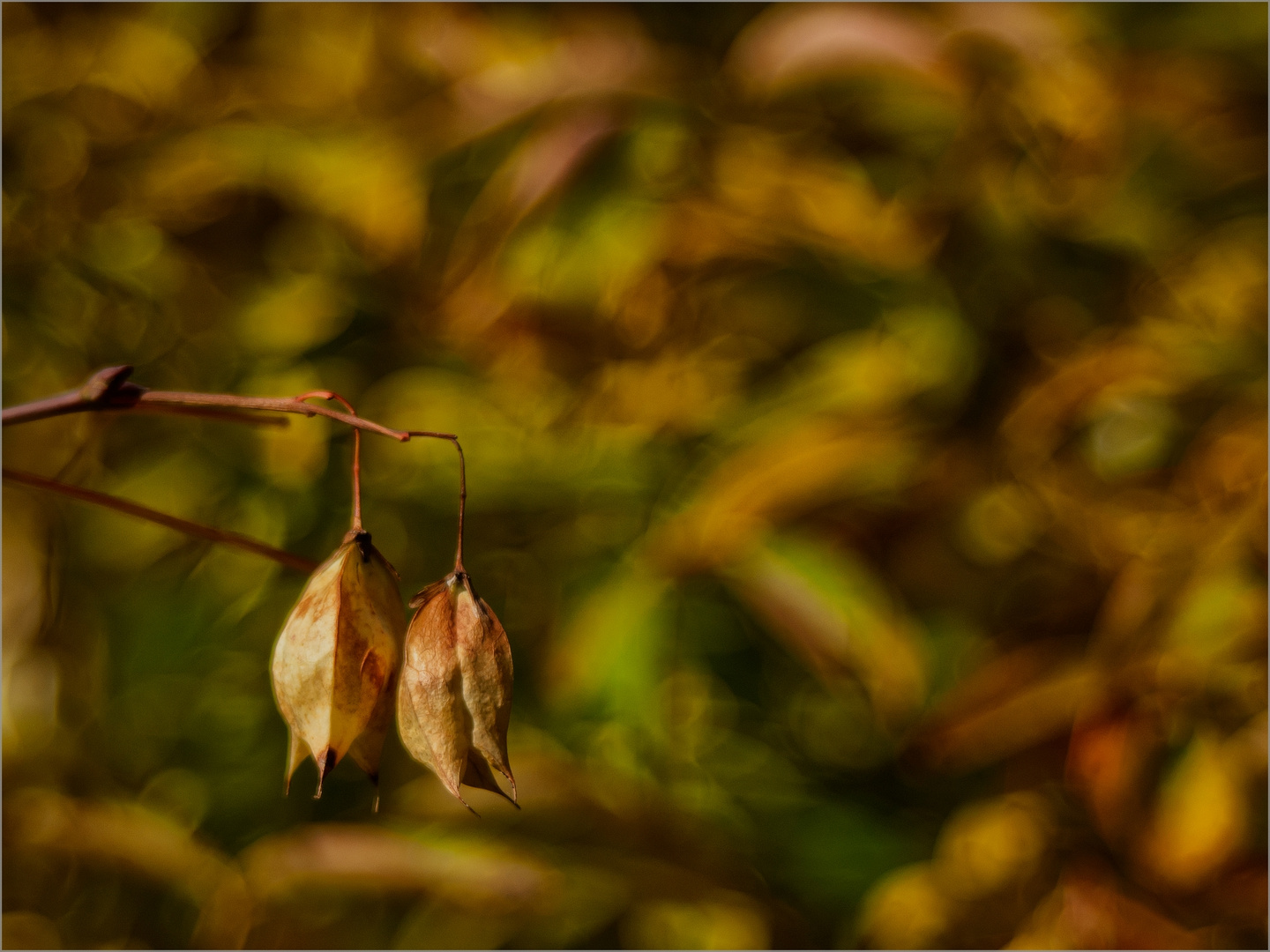 Crazy Colors Of Autumn