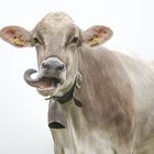 Crazy Cow