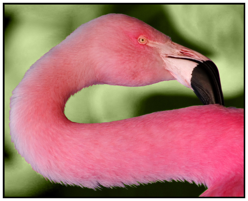 Crazy Flamingo