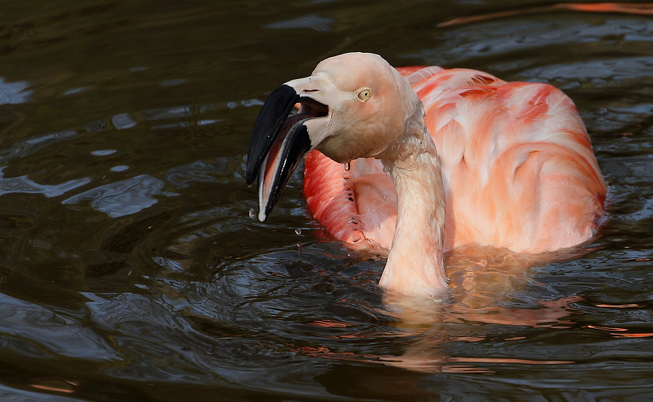 CRAZY - FLAMINGO die 1.