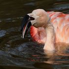 CRAZY - FLAMINGO die 1.