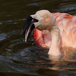 CRAZY - FLAMINGO die 1.