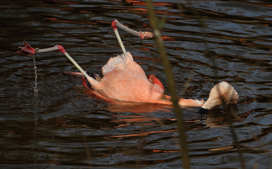 CRAZY - FLAMINGO die 2.