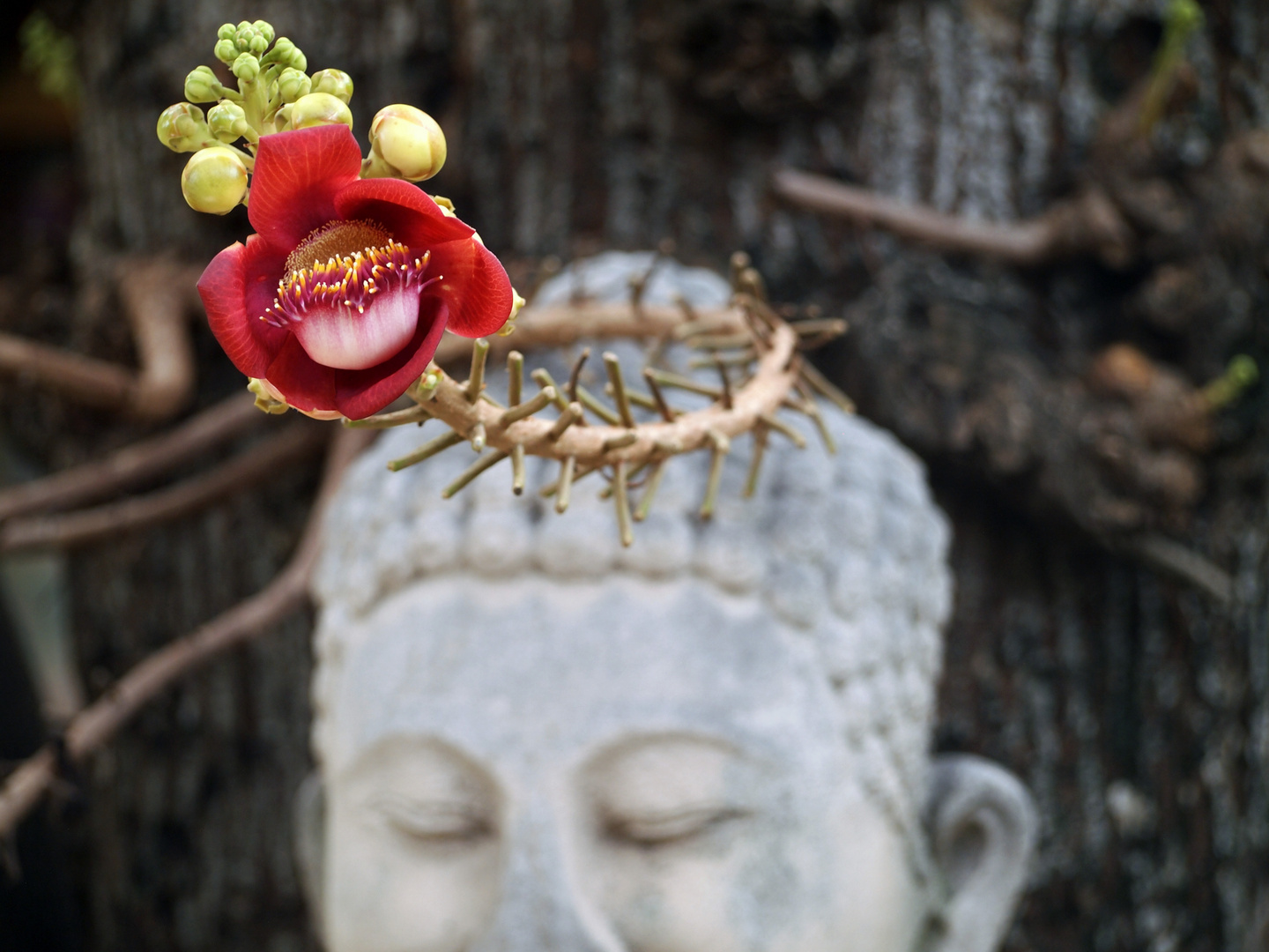 Crazy Flower & Buddha