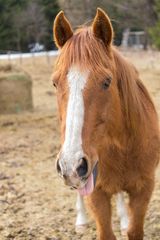 Crazy Horse