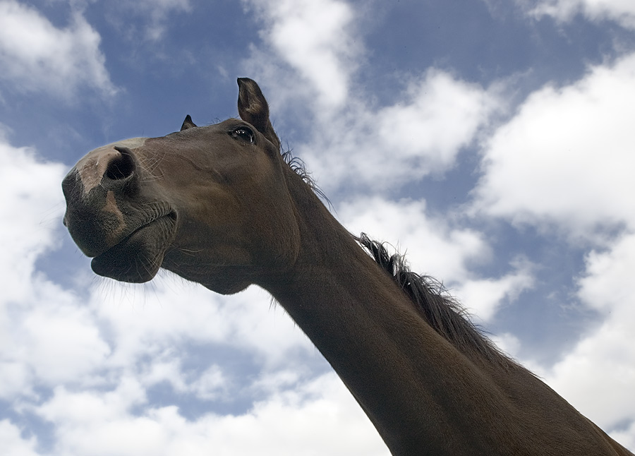 Crazy Horse