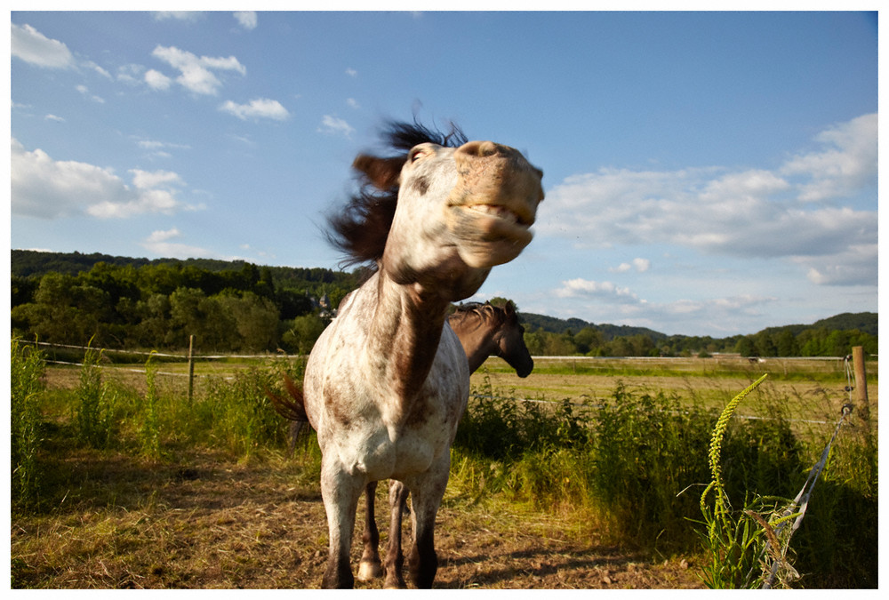 Crazy Horse