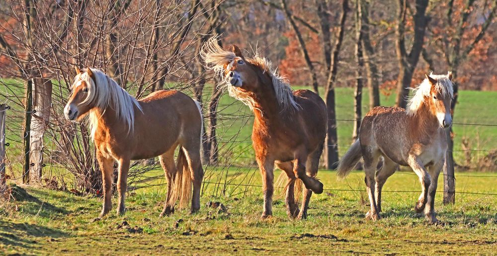 Crazy Horse