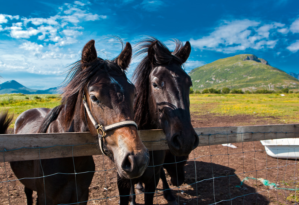 Crazy Horses