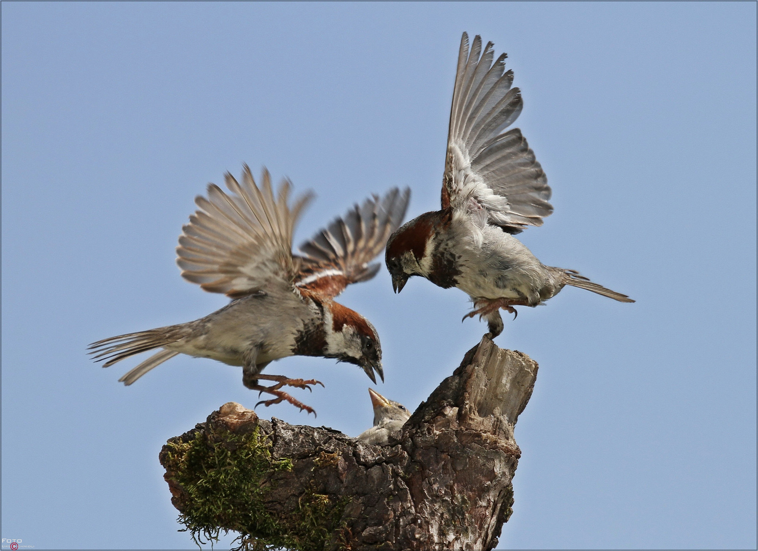 crazy sparrows