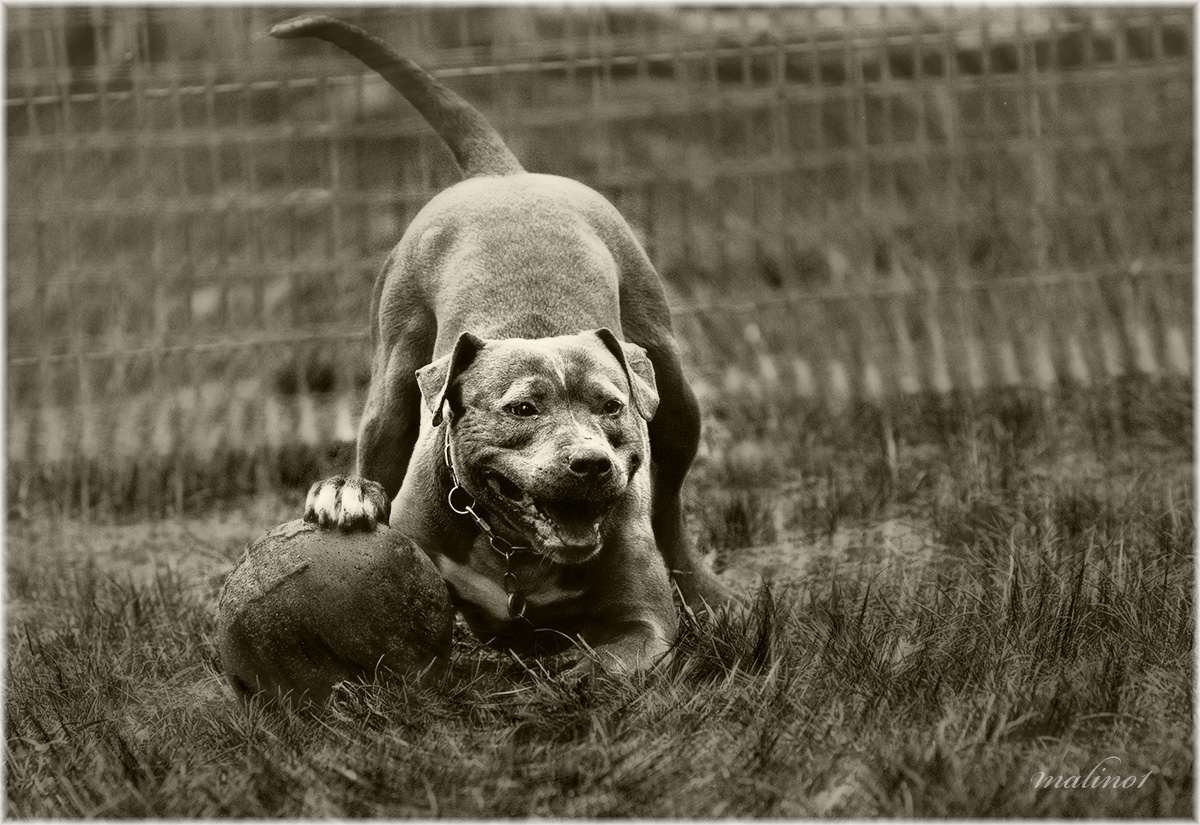 Crazy Staffy mit Namen Steffi ;o))