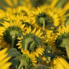 'crazy'  sunflowers