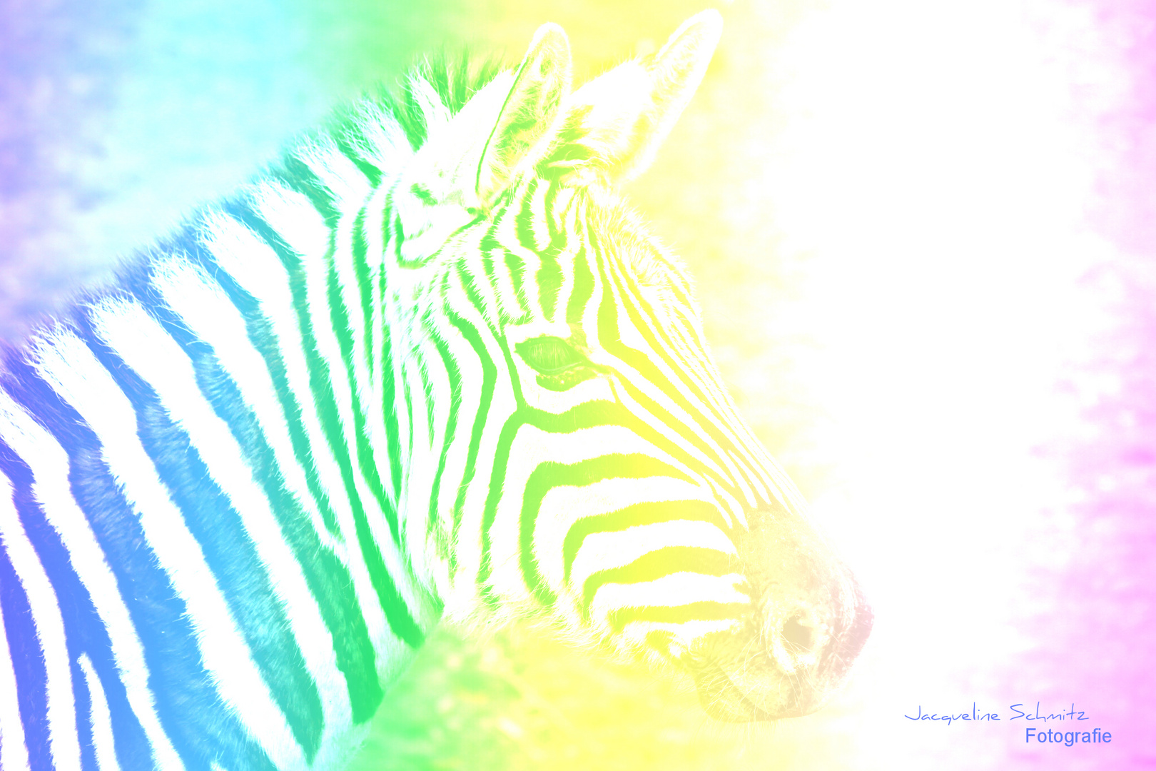 Crazy Zebra!