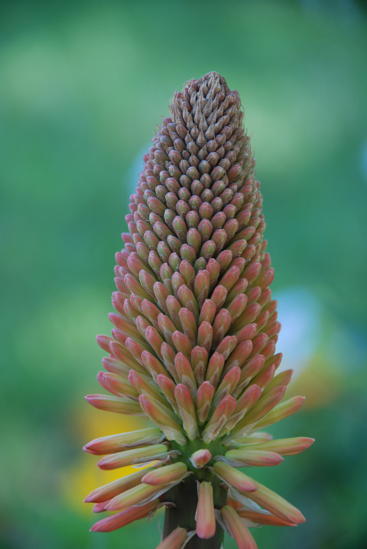 creacion de plantas