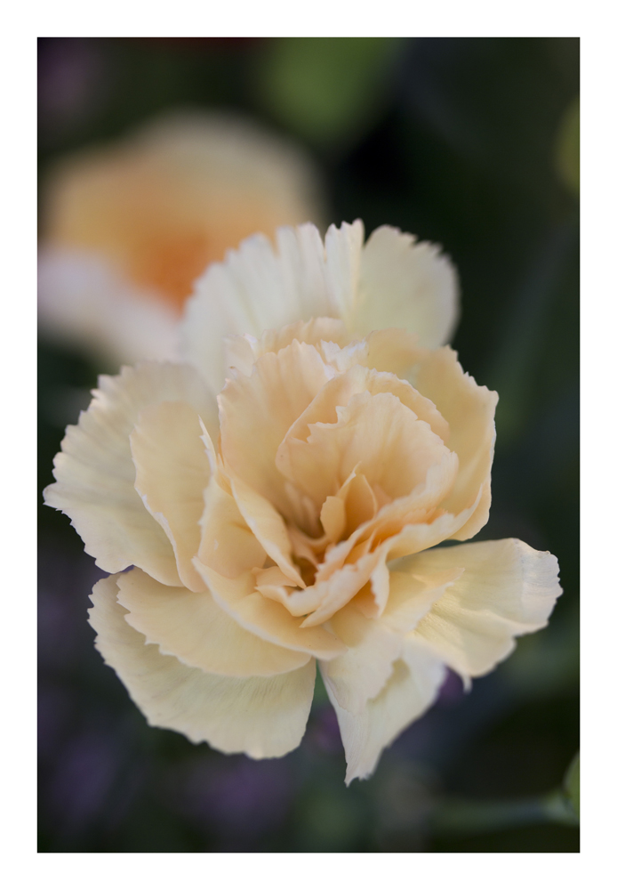 Cream Carnation