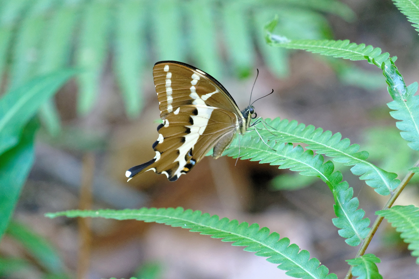 Cream-lined Swallowtail Papilio delalandei