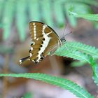 Cream-lined Swallowtail Papilio delalandei