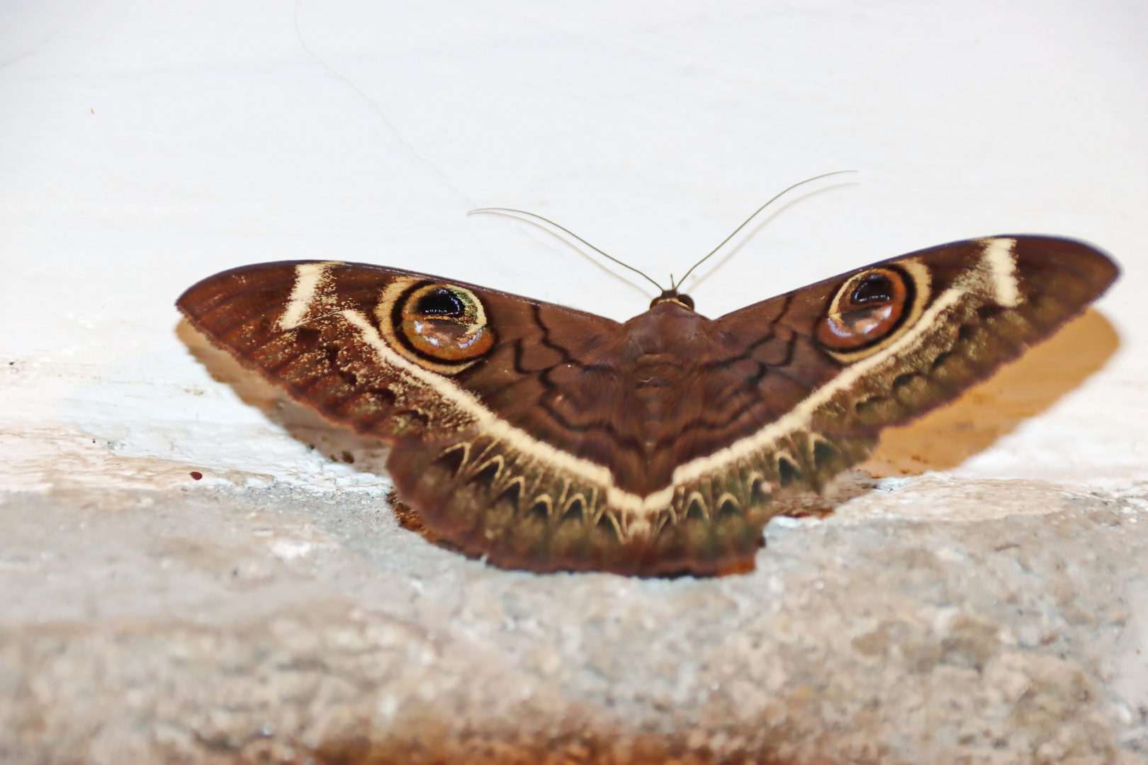 Cream Striped Owl (Cyligramma latona)