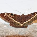 Cream Striped Owl (Cyligramma latona)