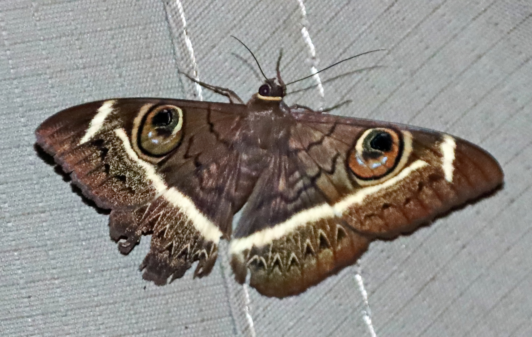 Cream-striped Owl Moth,Cyligramma latona