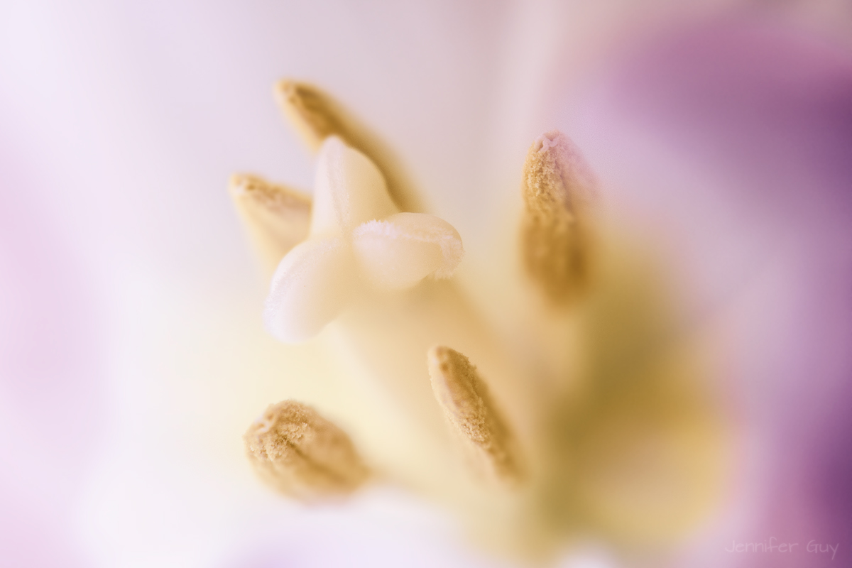 Creamy Pistil