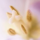 Creamy Pistil