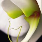 Creating Orchids macro