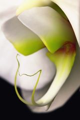 Creating Orchids macro