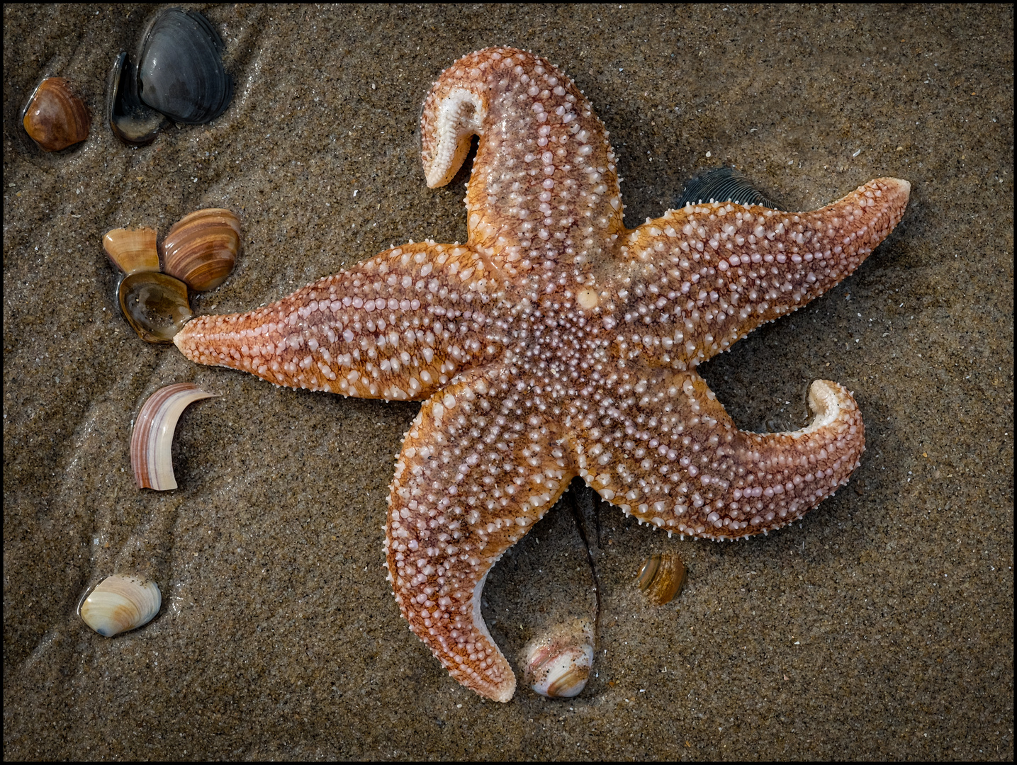 Creation #23, Animals, Seastar