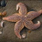 Creation #23, Animals, Seastar