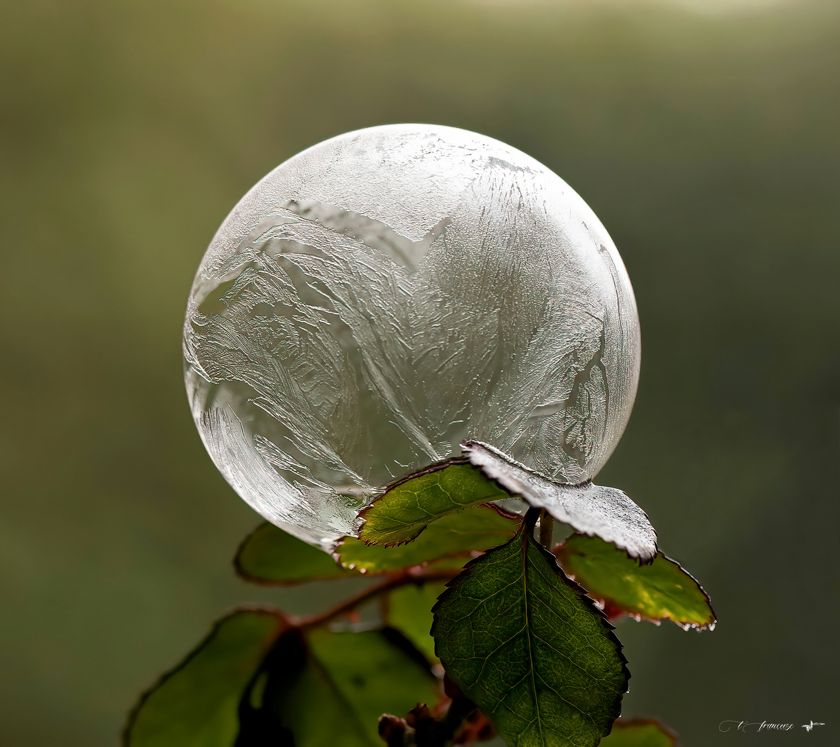 Création hiver