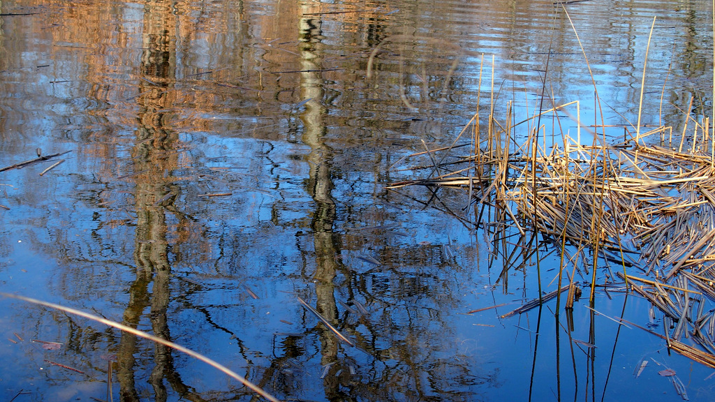 "création" naturelle