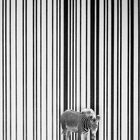 Creative Barcode 