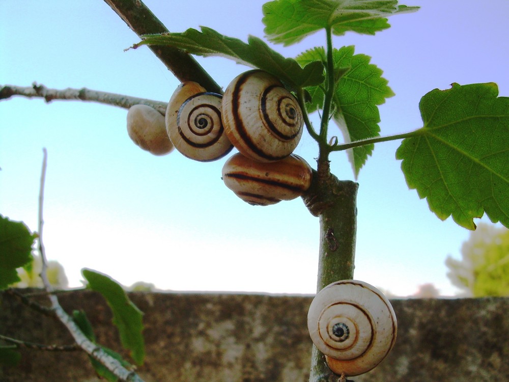 creature di terra e... di cielo