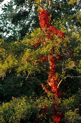 Créature légendaire