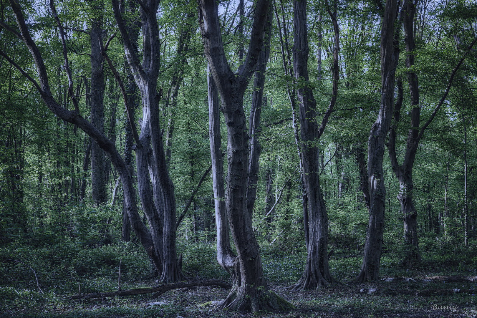 Créatures de la Forêt