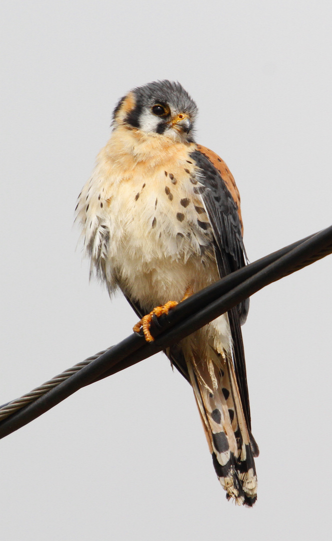 Crécerelle d'Amérique (Falco sparverius)