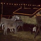 Crèche au marché de Noel à Kleve