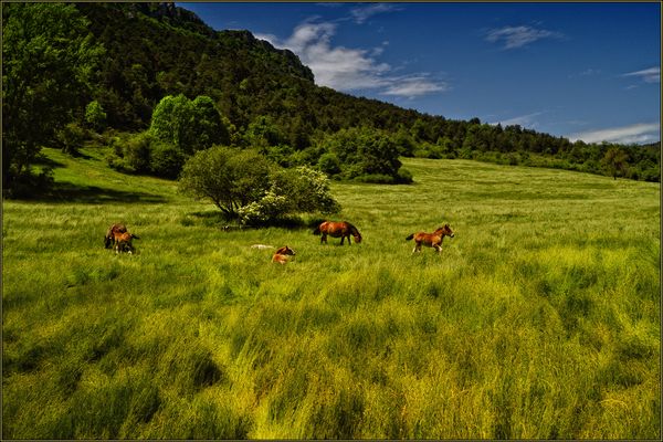 Creciendo con la hierba