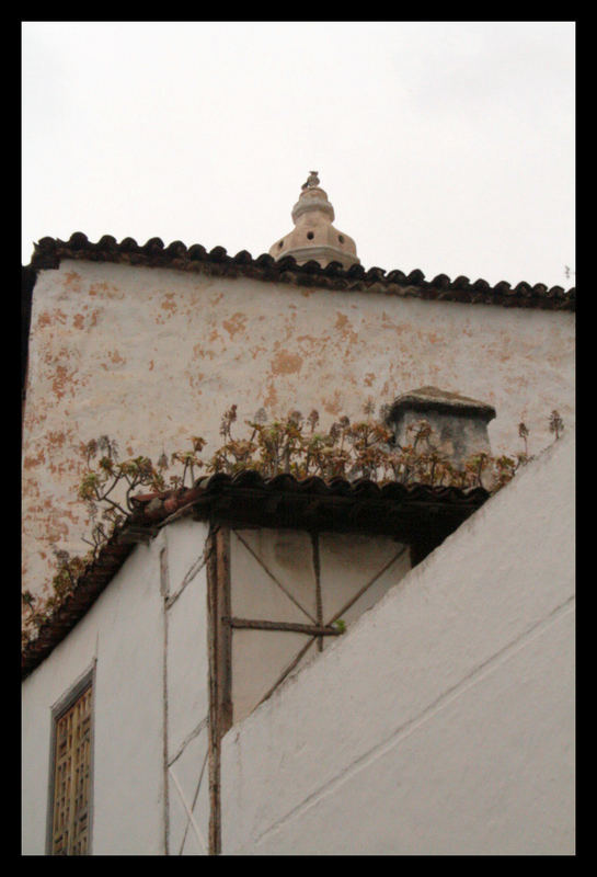 Creciendo en las alturas