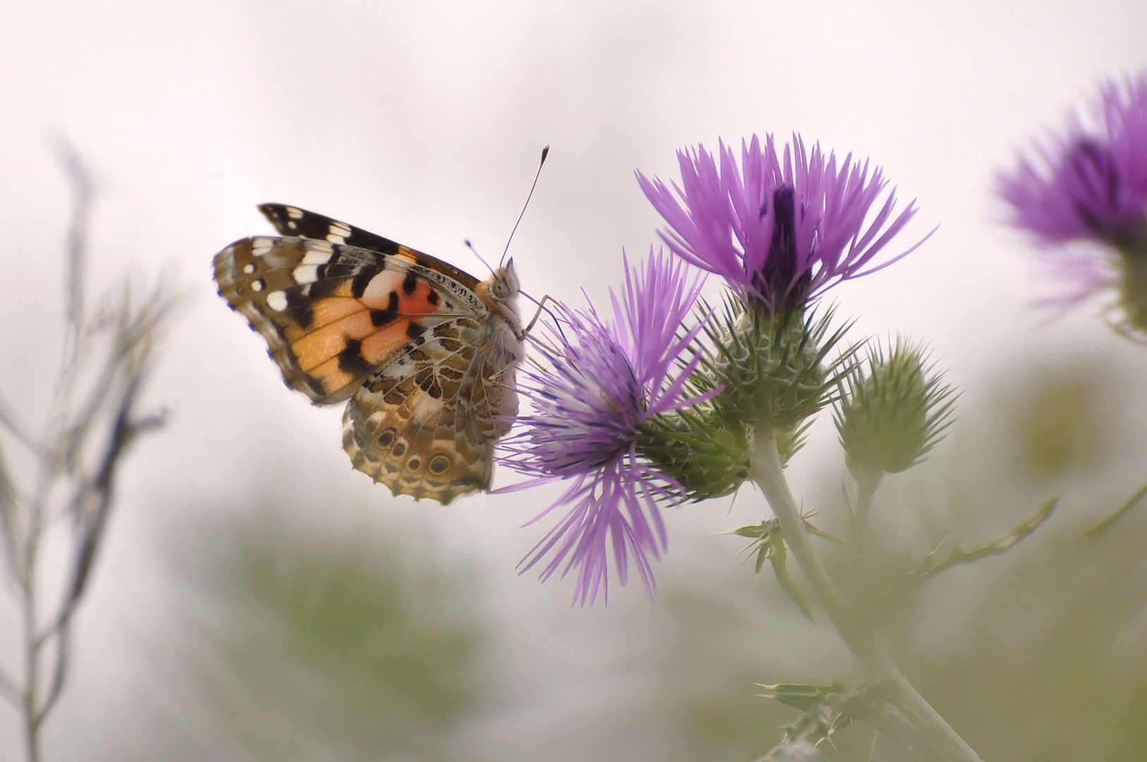 Credetemi....amare la natura ne vale la pena!