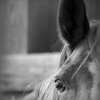Credo che gli occhi dei cavalli riescono a comunicarci più di quanto ci possiamo aspettare...