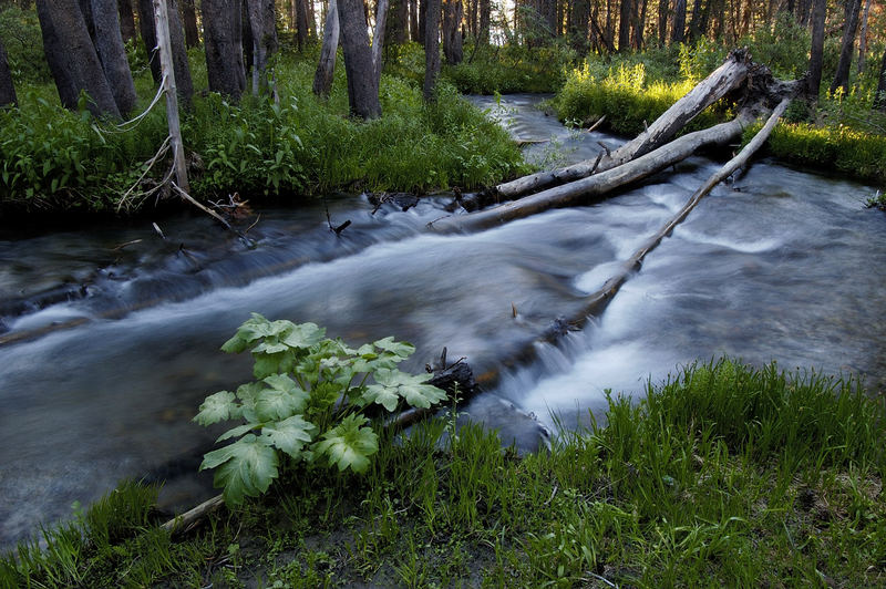 Creek!