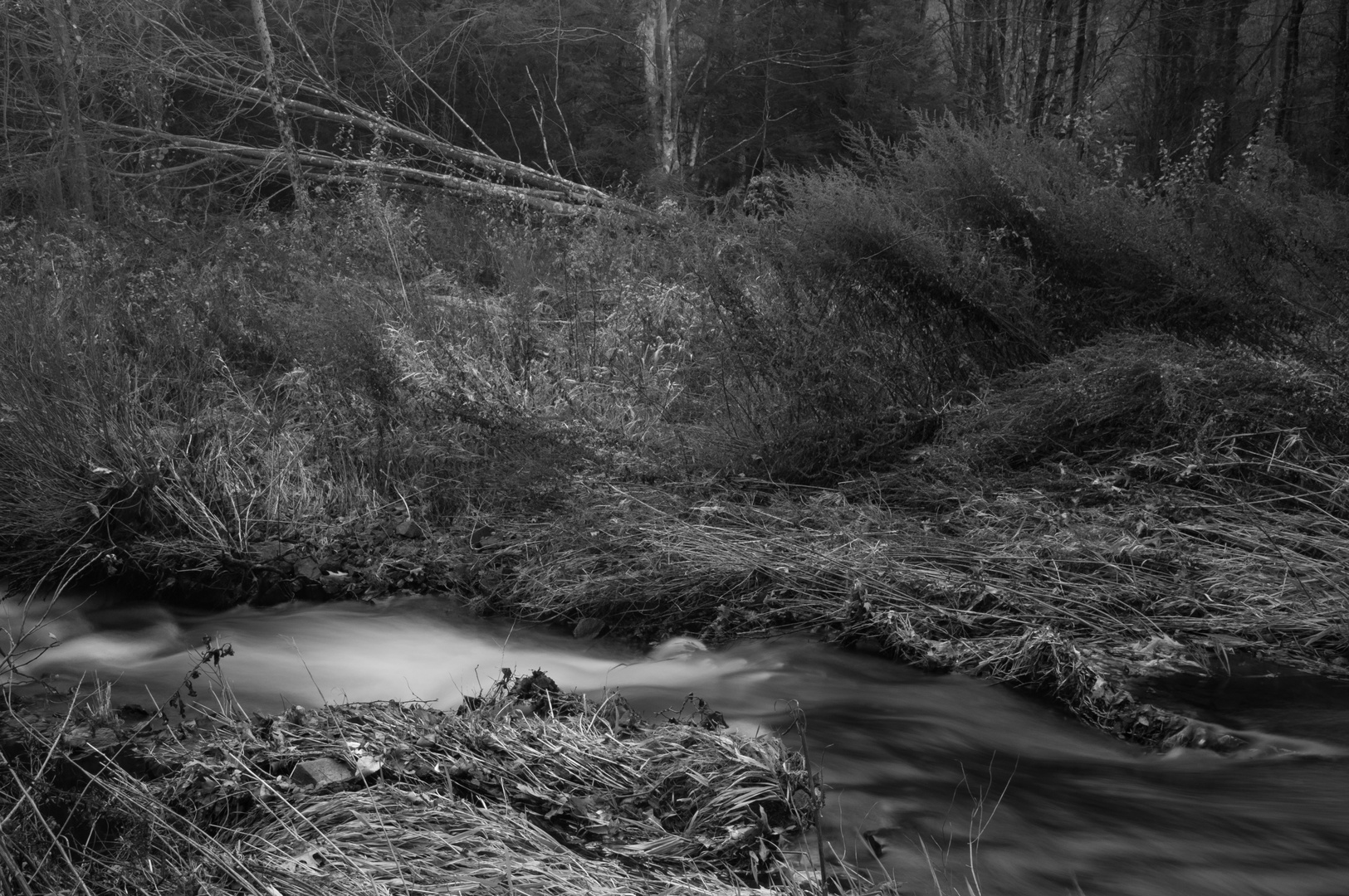 Creek and Grass