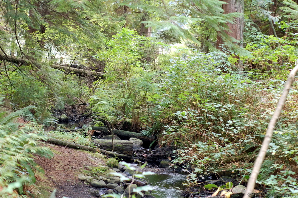 Creek from Beaver Lake